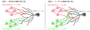 樹上突起上のシナプス分布に関する二つの仮説。本研究により、仮説1クラスター入力モデルが正しいことが明らかになった。 &copy; Yuji Ikegaya
