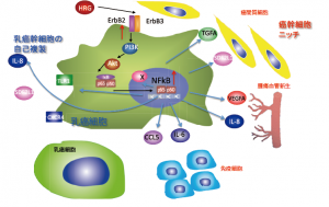 HRG‐ErbB‐PI3 kinase‐NFkBパスウエイは、乳癌幹細胞の自己複製能を制御するとともに、様々な細胞外分泌蛋白質を産生し、癌幹細胞ニッチ（微小環境）を熟成させる。&copy; Noriko Gotoh