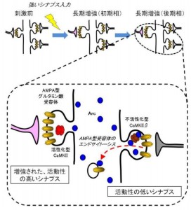 Arcのシナプス集積とグルタミン酸受容体除去。長期増強を引き起こすような強いシナプス刺激をうけると、細胞体ではArcの発現誘導が起こります。Arcは不活性化型のCaMKIIβサブユニットに結合することにより、活動性の低いシナプスに選択的に集積します。この集積したArcはシナプス膜表面にあるAMPA型グルタミン酸受容体をエンドサイトーシスにより細胞内に取り込みます。このようなメカニズムがあれば、増強されたシナプスはArcの影響をうけずに強化されたままで残り、一方、活動性の低いシナプスは意図しないシナプス増強などを防ぐことができます。脳ではこのような巧妙な分子メカニズムによって長期記憶の形成が調節されていると考えられます。&copy; Haruhiko Bito