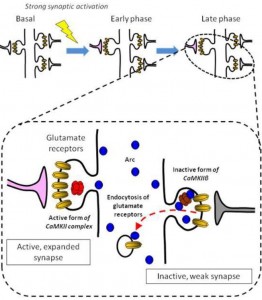 A dynamic CaMKIIβ-Arc interaction for glutamate receptor regulation. Rather than targeting strong synapses, up-regulated Arc targets weak synapses, and contributes to facilitating removal of glutamate receptors from the inactive postsynaptic membranes. The β isoform of CaMKII (CaMKIIβ) in the inactive synapse critically mediates such an “inverse” synaptic tagging process. &copy; Haruhiko Bito 