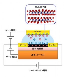 今回の研究で用いたトランジスタのデバイス構造 © Iwasa Laboratory