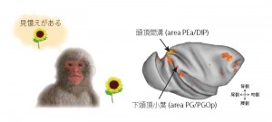 Recognition memory is the ability to recognize previously encountered items. Two areas in the macaque posterior parietal cortex (intraparietal sulcus, inferior parietal lobule) were activated during correct recognition.&copy; Kentaro Miyamoto