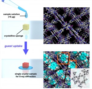 c Yasuhide Inokuma. Crystallographic analysis of a tiny quantity of sample using a crystalline sponge. c Yasuhide Inokuma. Crystallographic analysis of a tiny quantity of sample using a crystalline sponge.