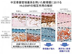 &copy; Hironori Hojo. 中足骨器官培養系を用いた軟骨膜における HhとBMPの相互作用の解析。ヘッジホッグ経路とBMP経路を同時に活性化させると、骨形成が顕著に増大したのに対し、ヘッジホッグ不活化状態では、BMP経路を活性化させても全く骨は形成されず、代わりに軟骨膜において軟骨組織が認められた。