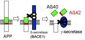 Figure 2: Formation process of amyloid-&beta;