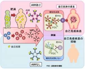 &copy; Satoko Arai. 肥満が進行すると、血液中で増える脂肪酸によって免疫細胞が活性化され、免疫グロブリンの一つであるIgMが血液中で増加する。IgMのなかには自己抗原を認識するものも含まれるため、IgMが過剰に増えると体内の自己抗原を認識し、それが脾臓で自己抗体を作るB細胞の成熟を促す。AIMは血液中でIgMに結合しており、このIgMのはたらきを助ける役割をもっている。もしAIMが存在しないと、肥満が進行して血液中のIgMが増加しても自己抗体の産生が抑制される。