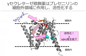 &gamma;セクレターゼ修飾薬は&gamma;セクレターゼの酵素活性を担うプレセニリンの細胞外に作用し、膜内に存在する活性中心の構造を変化させる。この構造変化により、&gamma;セクレターゼが活性化され神経細胞におけるA&beta;42の産生を低下させる。