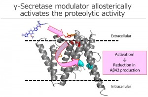 Phenylimidazole-type &gamma;-secretase modulator targets to the extracellular side of presenilin, a catalytic subunit, and allosterically induces a conformational changes at the intramembrane catalytic site to reduce A&beta;42 production from neurons.