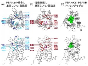 PBAN受容体の点変異体解析により明らかとなった (a) PBANとの結合に重要な残基と (b) 情報伝達（PBAN結合による細胞質内Ca2+濃度上昇）に重要な残基。(c) コンピュータシミュレーションにより得られたPBAN C末端活性部位（C5; F-S-P-R-L-NH2）とPBAN受容体複合体の構造モデル。PBAN C末端活性部位（C5）を緑の球体で示す。PBAN受容体は7本の細胞膜貫通へリックスを有しており、N末端から順にTM1－TM7と呼ばれる（(c)中に図示）。