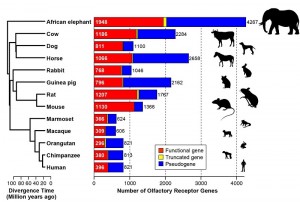 Numbers of olfactory receptor genes in the genomes of 13 mammals. A truncated gene is a sequence that, due to incomplete genome assembly, cannot be determined to be a functional gene or a pseudogene. A phylogenetic tree of the species is also shown.