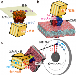 (a) アセチルコリン結合タンパク質に金ナノ結晶を標識した模式図 (b)アセチルコリン受容体に金ナノ結晶を標識した模式図。(c)X線1分子追跡法の概略図。測定したい分子に金ナノ結晶を標識し、その傾斜運動(&theta;)およびねじれ運動(&chi;)を測定する。