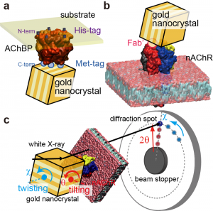 DXT measurements of AChBP (acetylcholine binding protein) and nAChR. (a-b): Schematic of the immobilisation of gold nanocrystals on AChBP (a) and nAChR (b). (c): Schematic of the tilting (&theta;) and twisting (&chi;) motions observed by DXT.