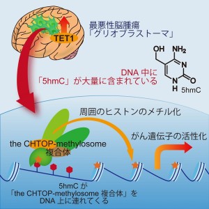 © 2014 高井 弘基 最悪性脳腫瘍においては、TET1と呼ばれる酵素が高発現しており、この酵素の作用によって大量の5hmCが生み出されている。5hmCはDNA上のがん遺伝子の部分に多く存在しており、「CHTOP-methylosome複合体」を引き付ける。「CHTOP-methylosome複合体」は、周囲のヒストンをメチル化することで、がん遺伝子を活性化する。この仕組みが、脳腫瘍の腫瘍形成に重要な役割を果たしている。