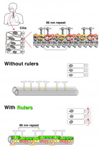 Upper left: Cilia are present in the human trachea in order to discharge foreign bodies as sputum. Top right: fine three-dimensional structure of cilia taken by cryo-electron tomography. The 96-nanometer periodic structure is visible. Bottom: If there is no nano-molecular ruler, a repeating structure is not formed and cilia are immotile. When the molecular ruler is present, dynein motor proteins are aligned in accordance with the ruler’s 96-nanometer period and the cilia are motile.
