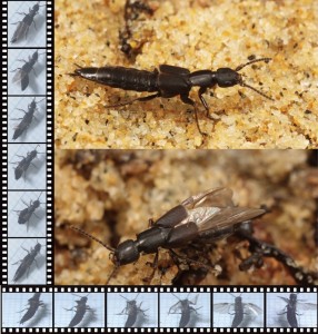 © 2014 Kazuya Saito. Elytra (hardened forewings that act as covers for the soft hindwings) of most rove beetles are reduced, and the projecting abdomen is exposed and freely movable. Accordingly, the wings of rove beetles are of necessity folded into a more compact space than those of other beetles. This challenging problem is solved by their extraordinary left?right asymmetric wing folding. (c) 2014 Kazuya Saito.