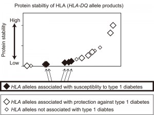 
The graph shows protein stability of HLA (HLA-DQ) measured for the major HLA alleles  in Japanese and European populations. HLA proteins are displayed in order of increasing protein stability (x-axis) with estimated protein stability of HLA plotted on the y-axis. This study revealed that HLA alleles that are associated with type 1 diabetes mostly encoded unstable proteins, whereas HLA alleles that are associated with protection against type 1 diabetes generated extremely stable proteins.