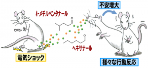 © 2014 Yukari Takeuchi. 危険を伝えるフェロモンはラットの肛門周囲部より放出されて、それを嗅いだラットの不安を増大させる。 © 2014 Yukari Takeuchi. 危険を伝えるフェロモンはラットの肛門周囲部より放出されて、それを嗅いだラットの不安を増大させる。