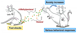 &copy; 2014 Yukari Takeuchi. A pheromone that transmits danger signals in rats is released from the perianal region, and increases anxiety in other rats.