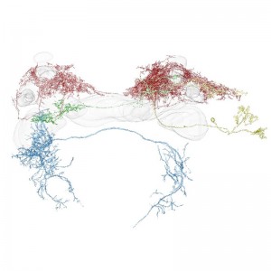 © 2015 Ryohei Kanzaki. Olfactory information processing circuit in the silkmoth brain
Neurons composing neural circuits for pheromone orientation. The sensory signal finally reaches the descending neuron (blue) in the lower division of the protocerebrum.