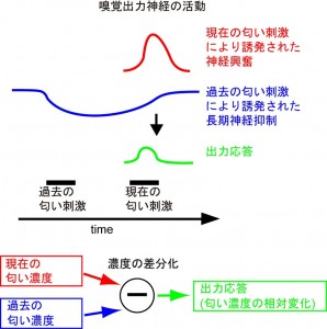 © 2015 Ryohei Kanzaki. 嗅覚の神経回路で匂い濃度を相対化する機構を概念的に説明した図。