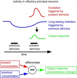 Schematic diagram of the mechanism of odorant concentration differentiation
in the olfactory circuit.