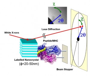 © 2015 Yuji Sasaki. Instrumental Arrangement of Diffracted X-ray Tracking for dynamical single molecule observations in immune systems