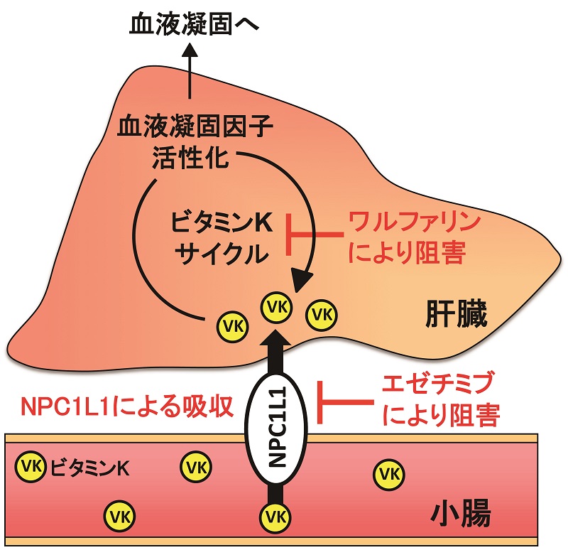 © 2015 Yoshihide Yamanashi and Kentaro Konishi.