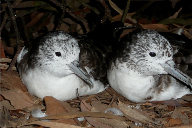 オオミズナギドリの夫婦の写真