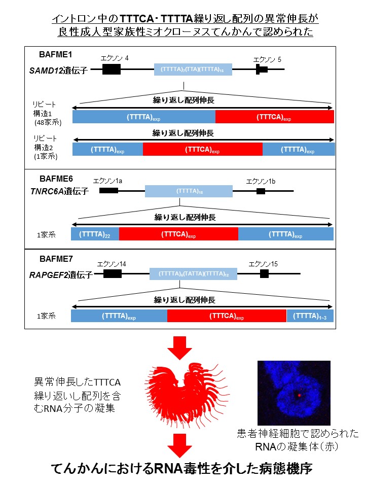 良性成人型家族性ミオクローヌスてんかんで認められた繰り返し配列の異常伸長とその病態機序