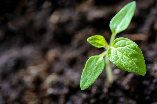 New leaves on a plant sprout