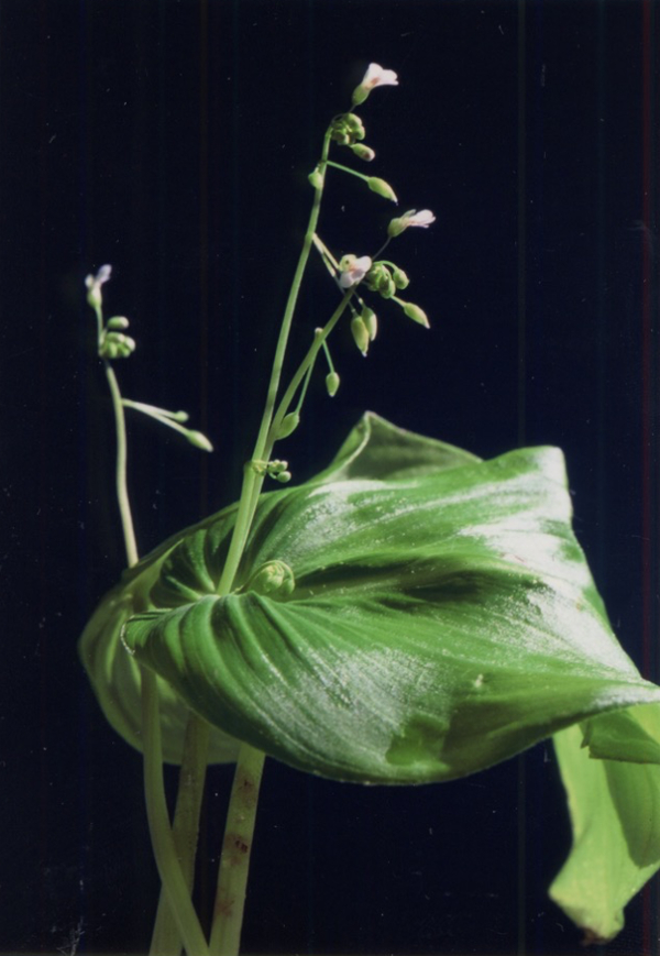 Photo of plant with black background.