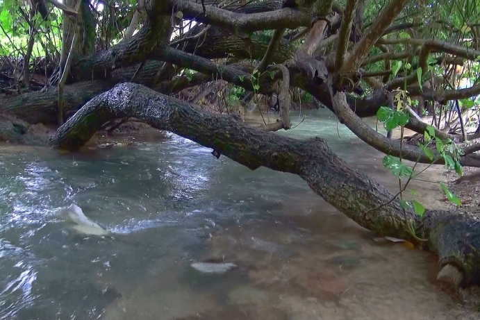 A river and trees