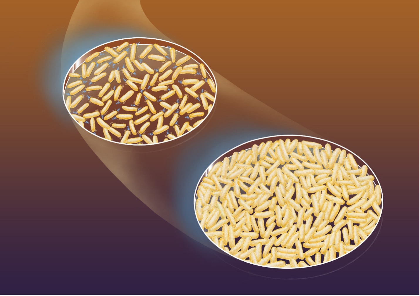 Colour illustration of two dishes of E. coli bacteria, showing before and after density and glasslike formation.