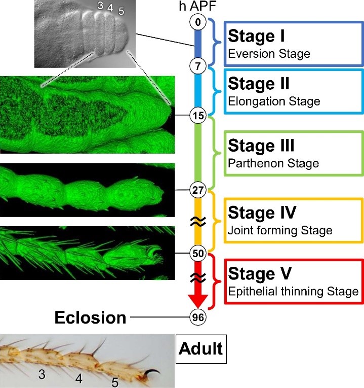 Images of stages of fruit fly leg formation