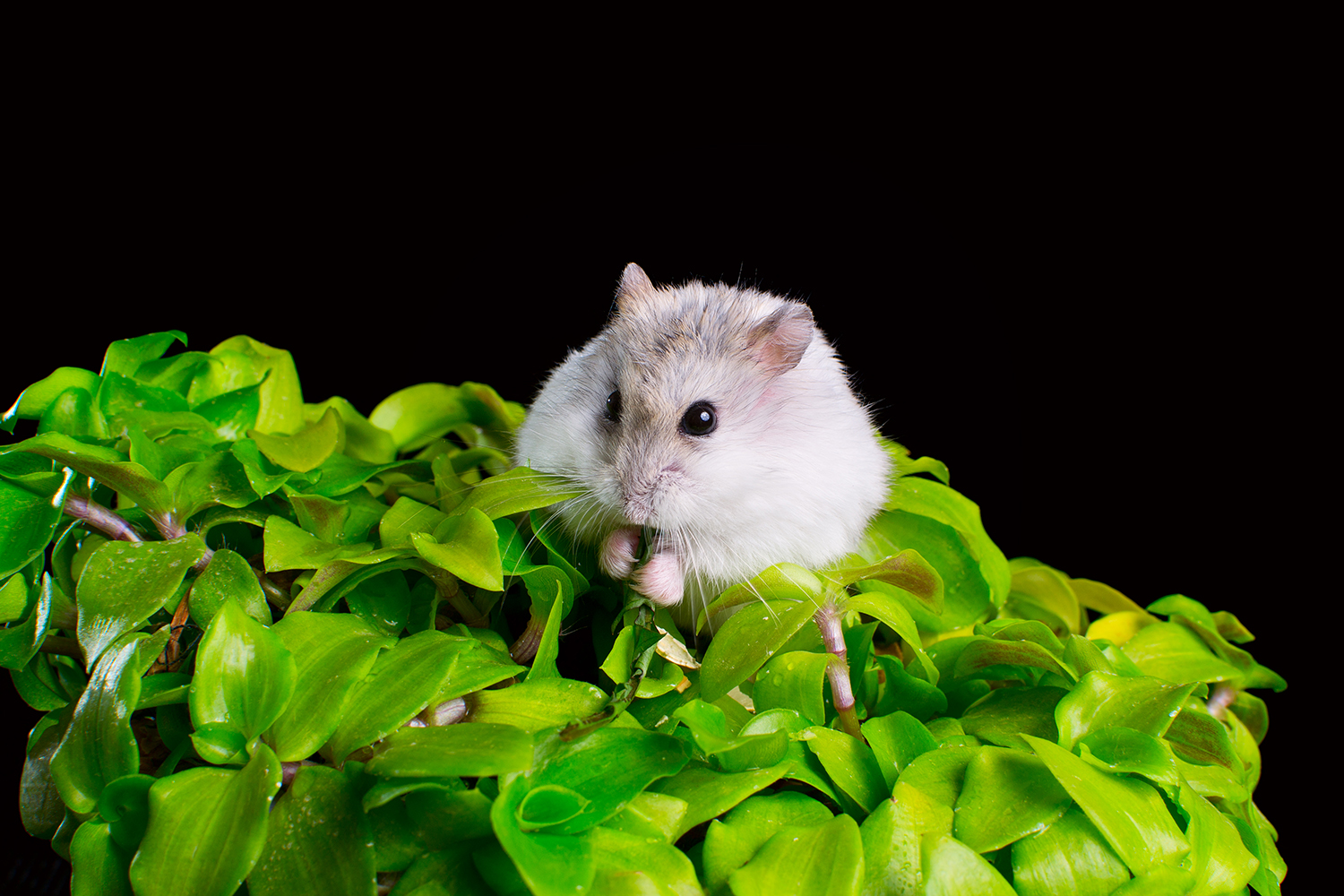 Photo of a white hamster sitting on a bright green plant, against a black background.