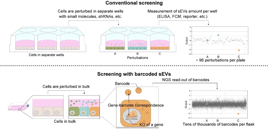 Technical illustration comparing the steps involved in conventional sEV screening compared to the simpler process of CIBER screening.