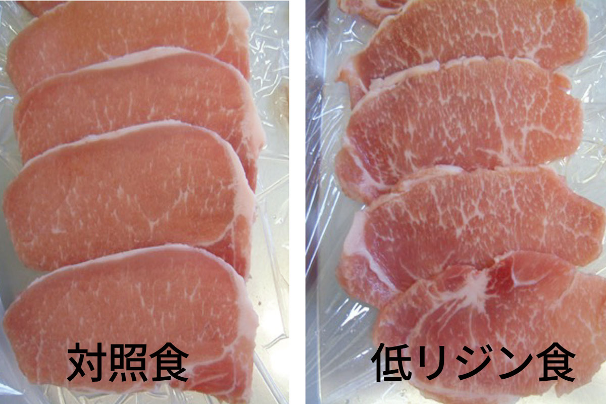 低リジン食を2か月間与え続けた豚（右）と通常の餌を与えた豚（左）の写真