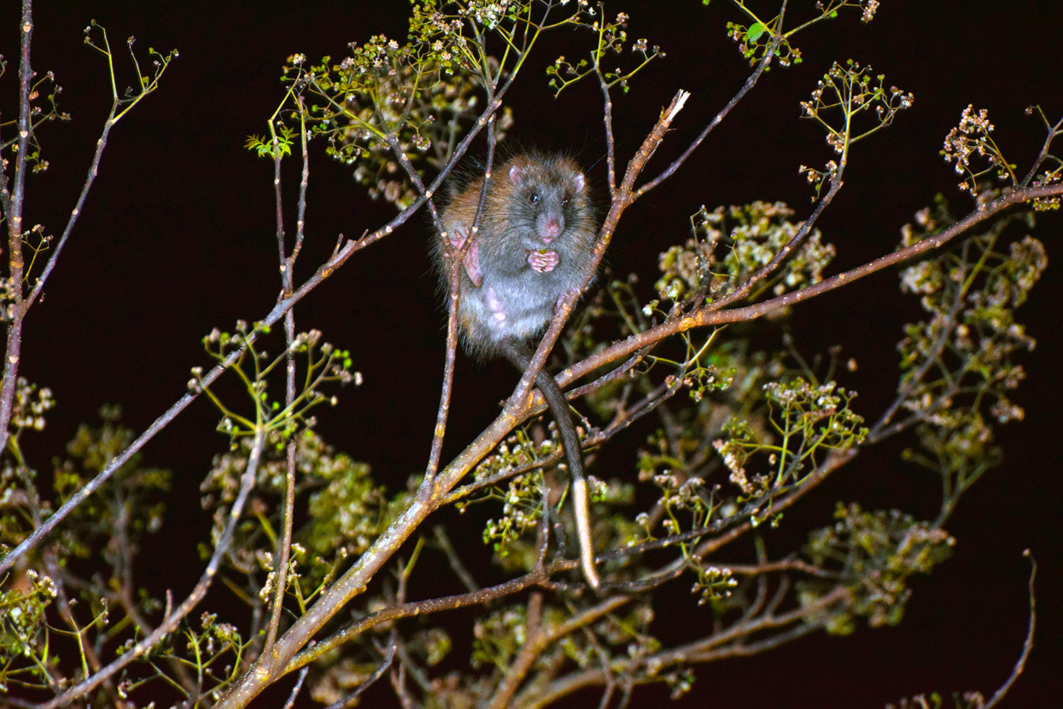 A small pale rat in a tree