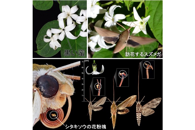 images
